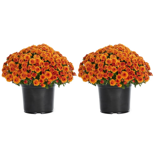 Expert Gardener 3QT Orange Garden Chrysanthemum Plant Sun 2-Pack