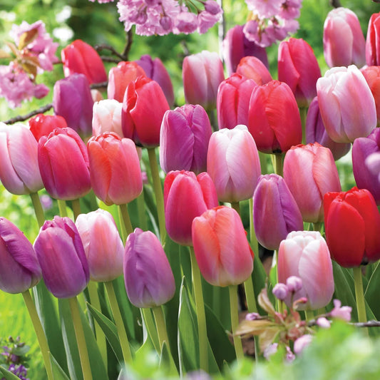 Van Zyverden Tulip Pride Mix (Set of 30 Dormant Bulbs) Full Sun, Multicolor, Annual